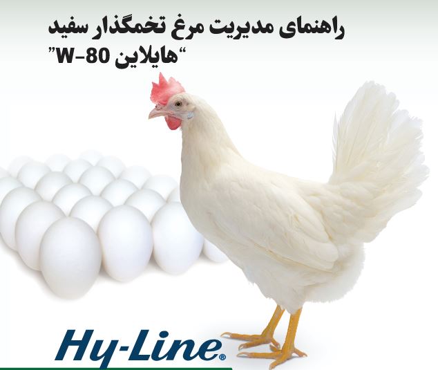 راهنمای مرغ تخمگذار تجاری سفيد W-80 هايلاين