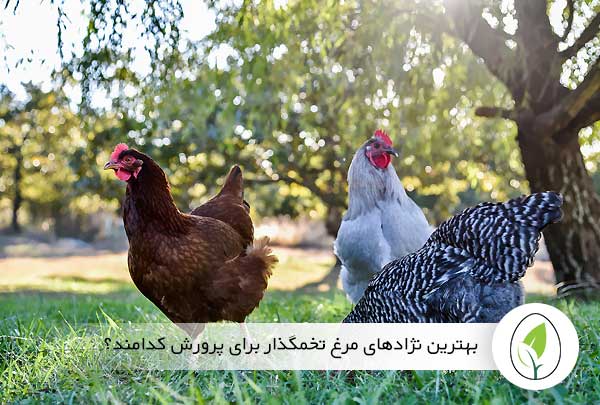بهترین نژادهای مرغ تخمگذار برای پرورش کدامند؟