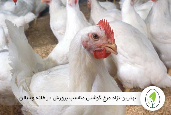 بهترین نژاد مرغ گوشتی مناسب پرورش در خانه و سالن