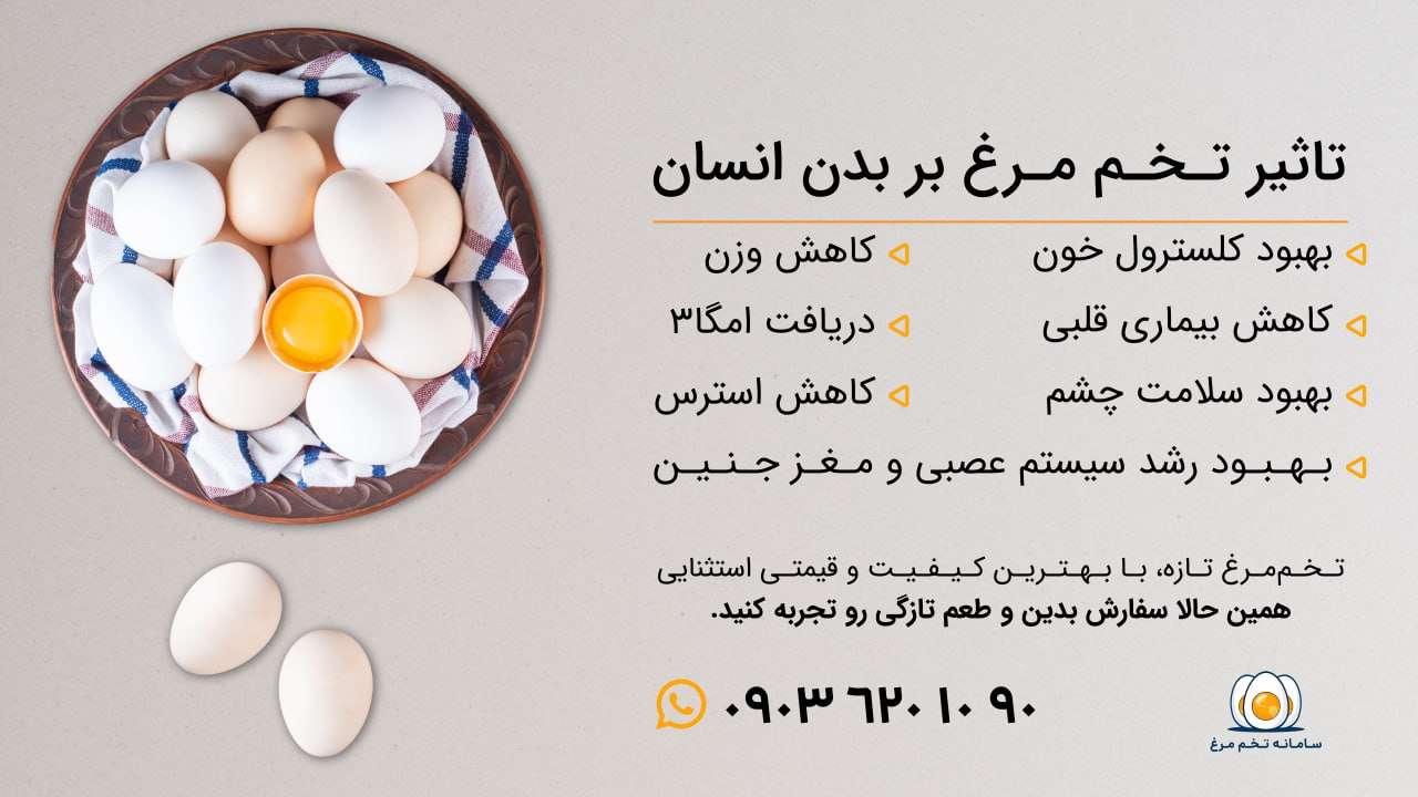 تاثیر تخم مرغ بر بدن انسان